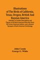 Illustrations Of The Birds Of California, Texas, Oregon, British And Russian America., Cassin John
