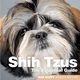 Shih Tzus, 