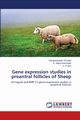 Gene expression studies in preantral follicles of Sheep, Srividya Dangudubiyyam