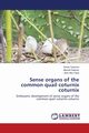 Sense organs of the common quail coturnix coturnix, Yyoussri Eman