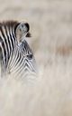 Alive! zebra stripes - Natural - Photo Art Notebooks (5 x 8 series), Jansson Eva-Lotta